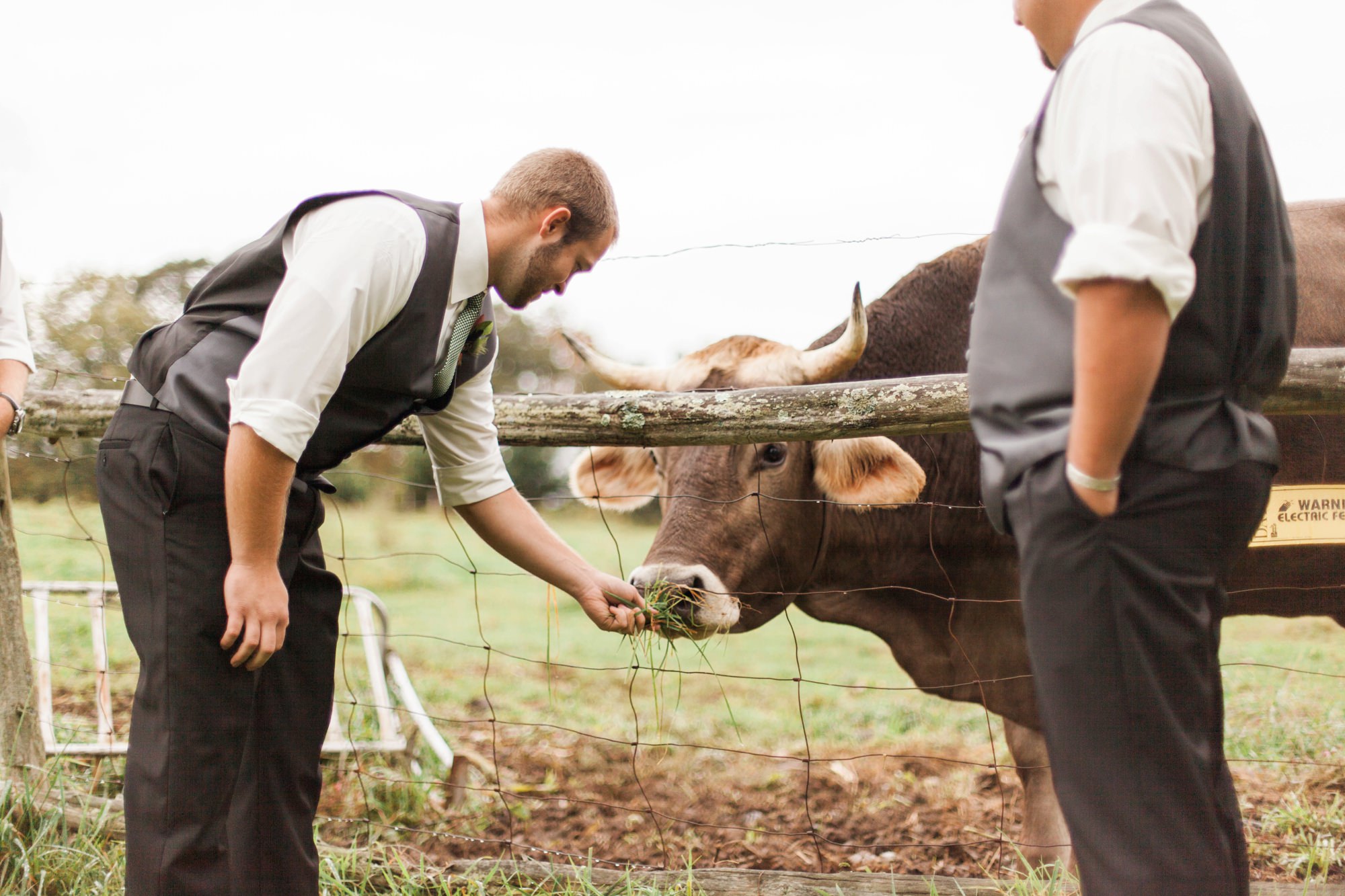 oxen at wedding