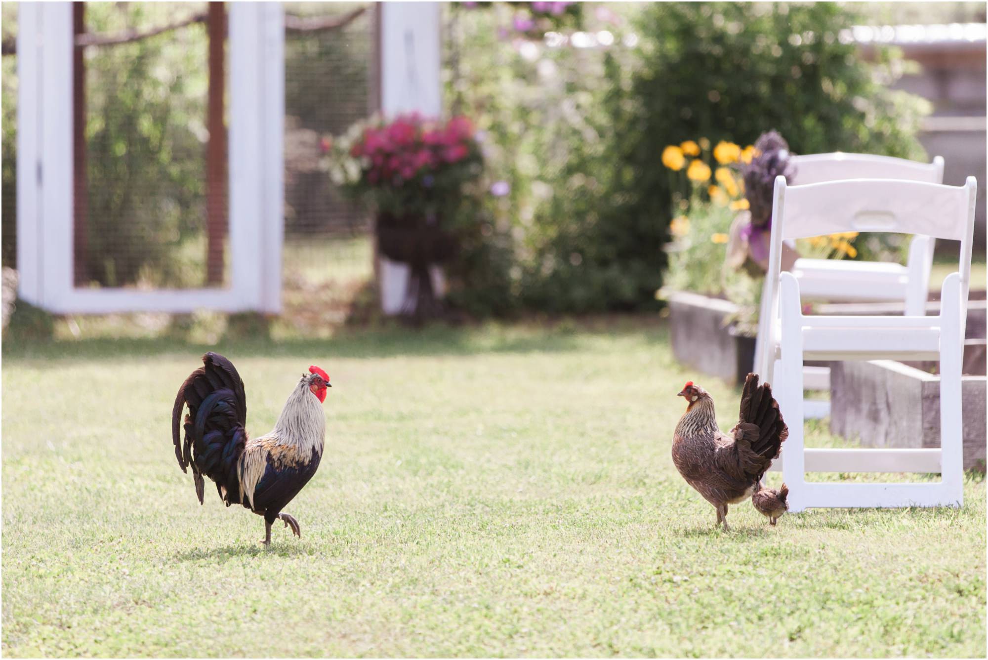chickens at wedding ceremony